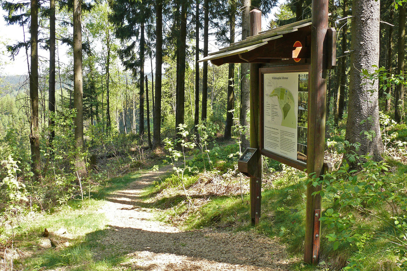 Naturerlebnis im Harzer Wald