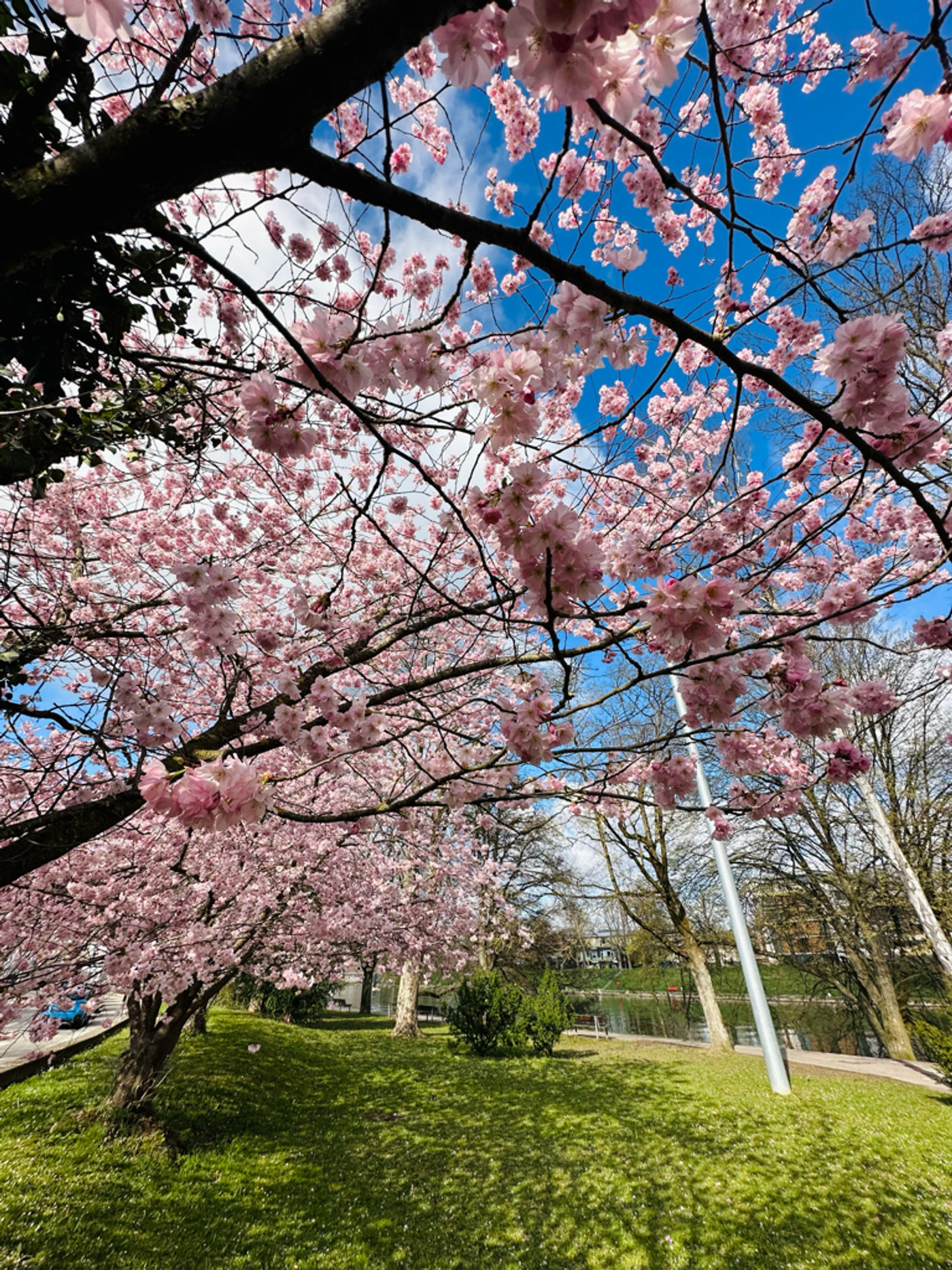 Schwäbisches Hanami