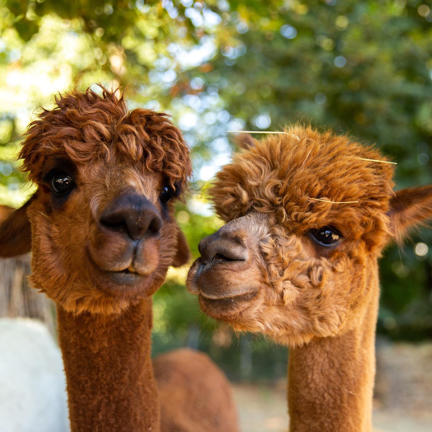 Wandern mit flauschigen Begleitern