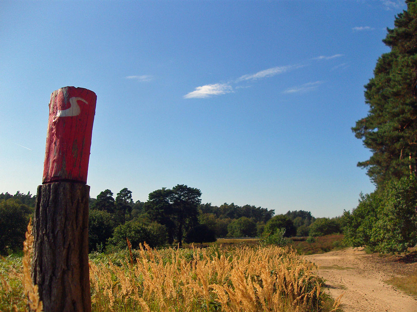 Zwischen Sand und Bäumen