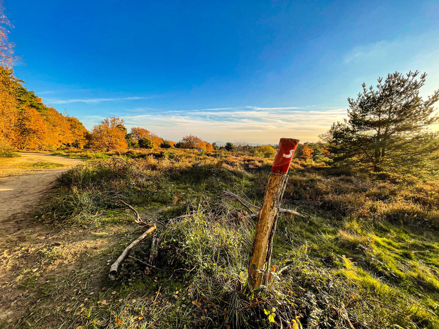 Zwischen Sand und Bäumen
