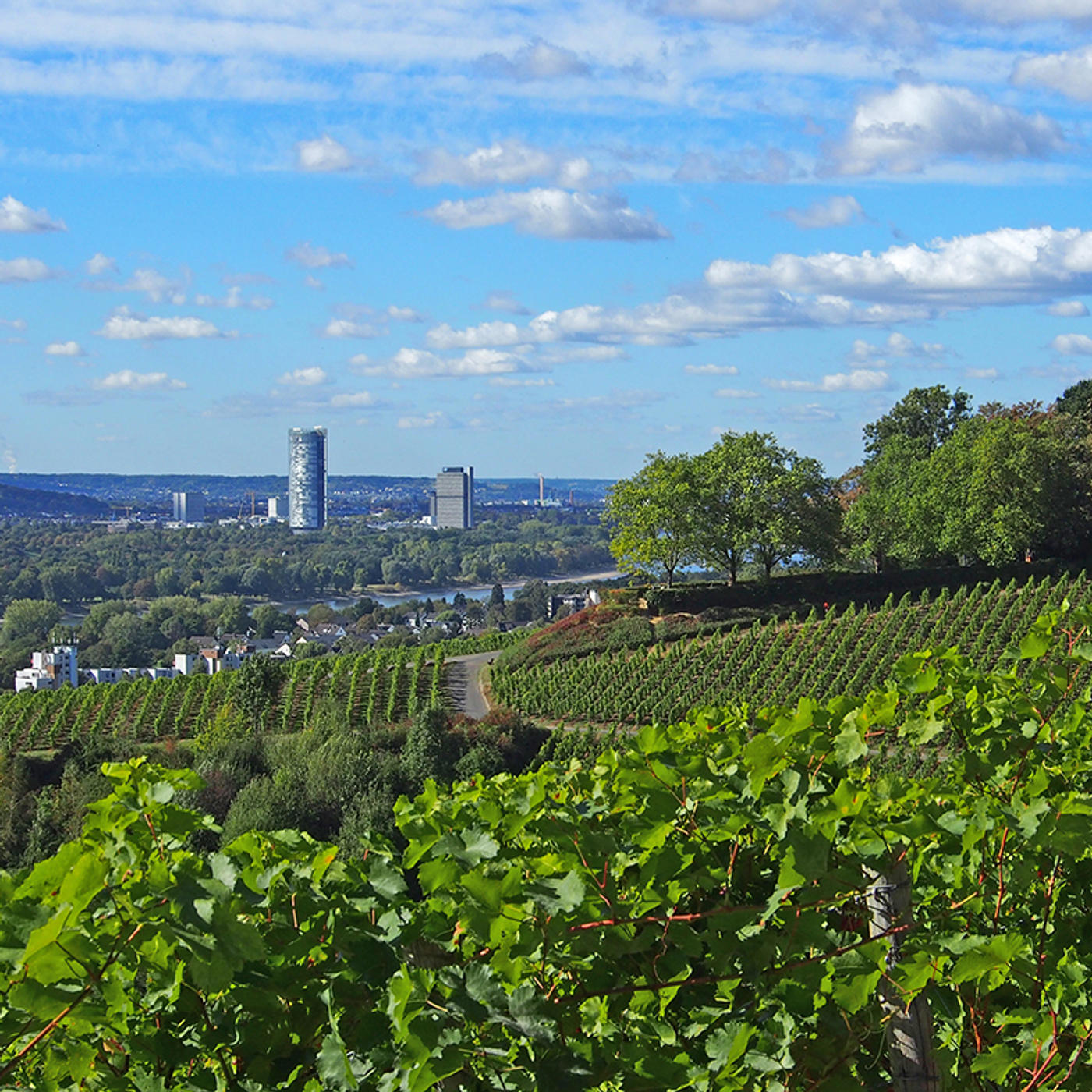 Sonnenuntergang inmitten der Weinberge