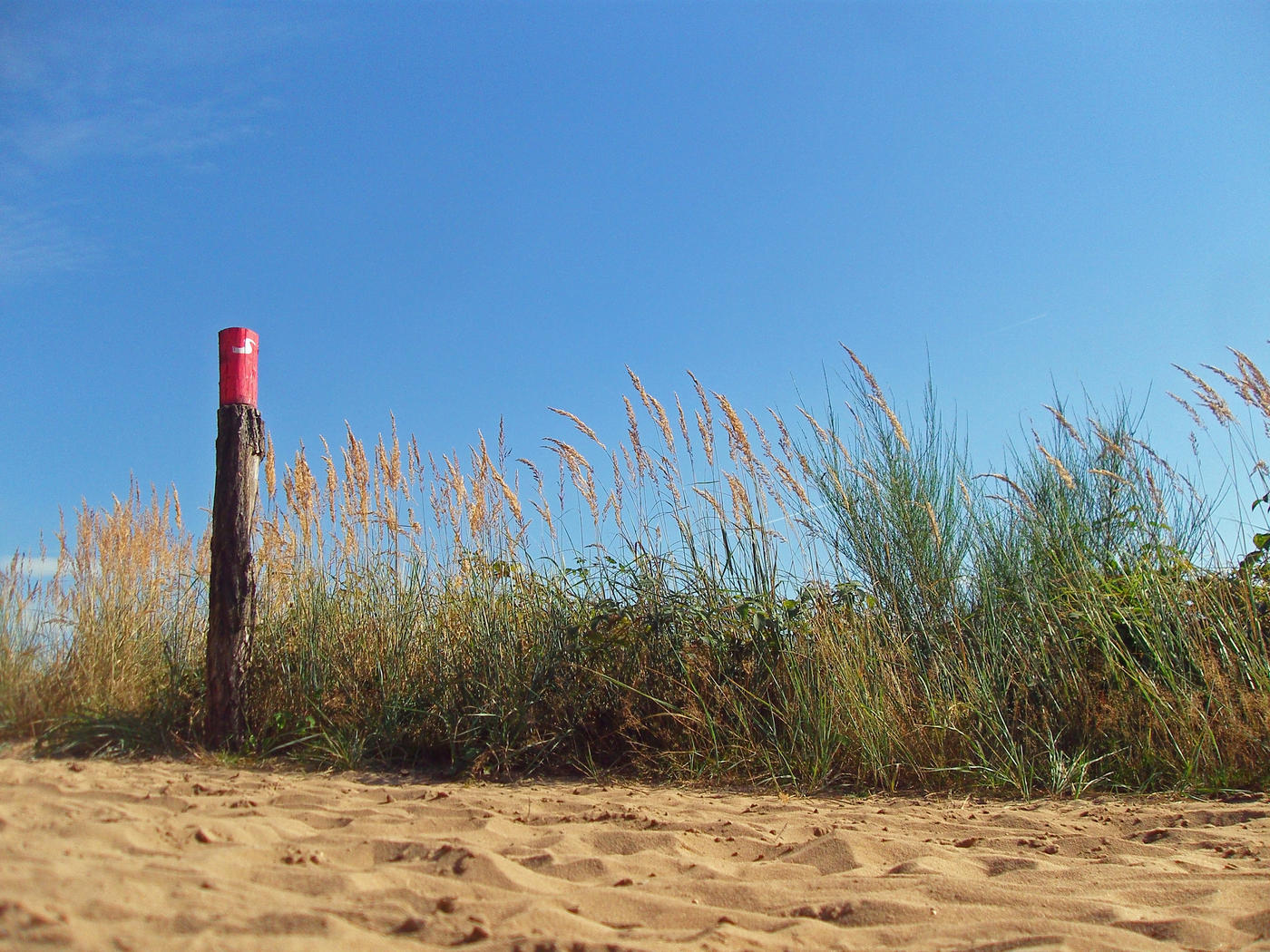 Zwischen Sand und Bäumen