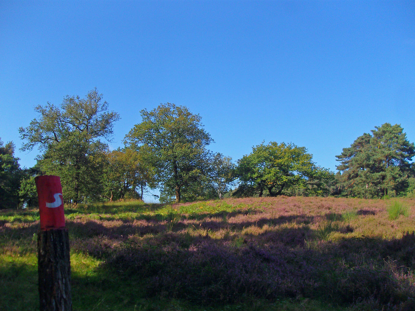 Zwischen Sand und Bäumen
