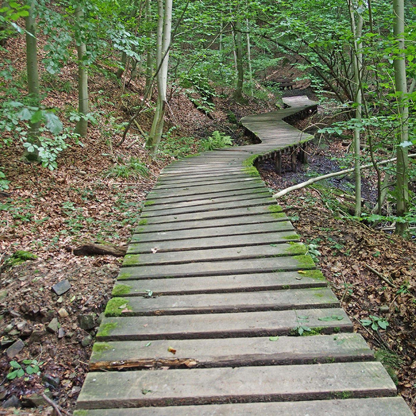 Idyllischer Wanderweg durch unberührte Natur