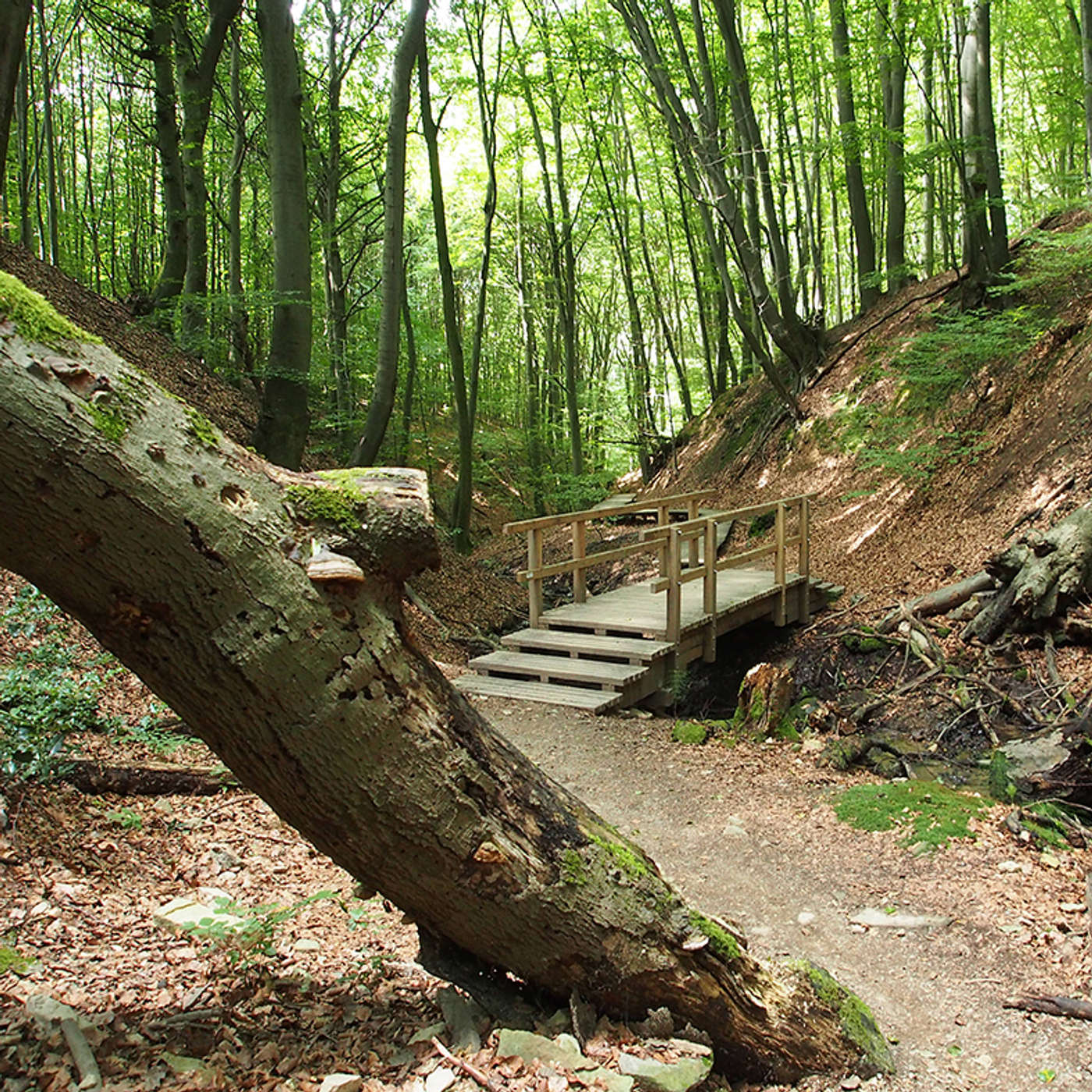 Idyllischer Wanderweg durch unberührte Natur