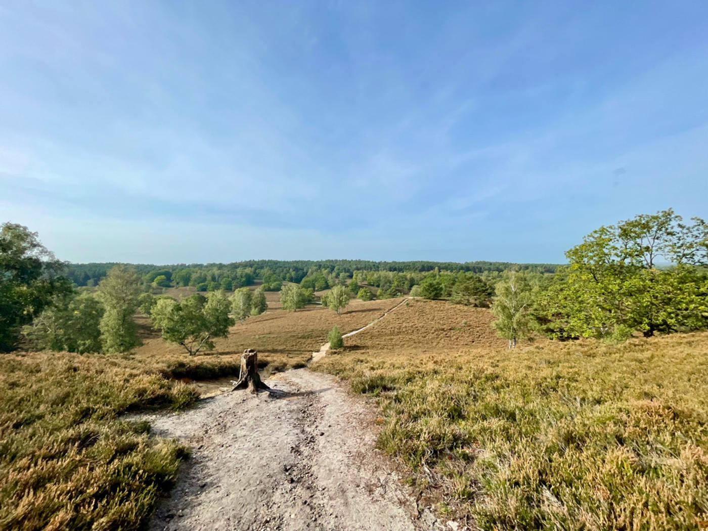 Fischbeker Heide: lila-leuchtende Oase Hamburgs