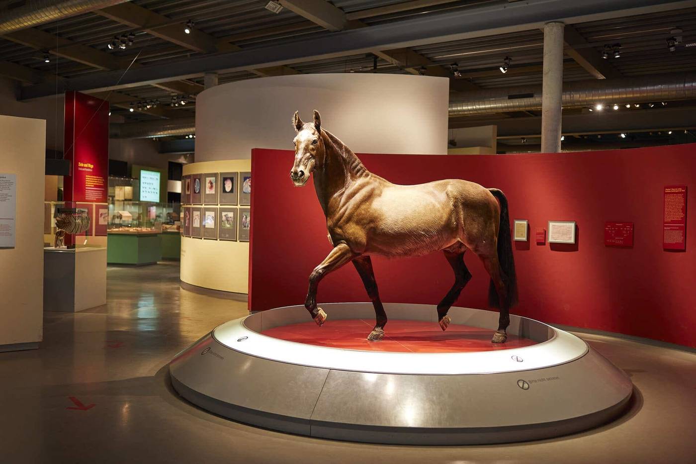 Auf den Spuren der Pferde: Einzigartige Begegnungen im Westfälischen Pferdemuseum