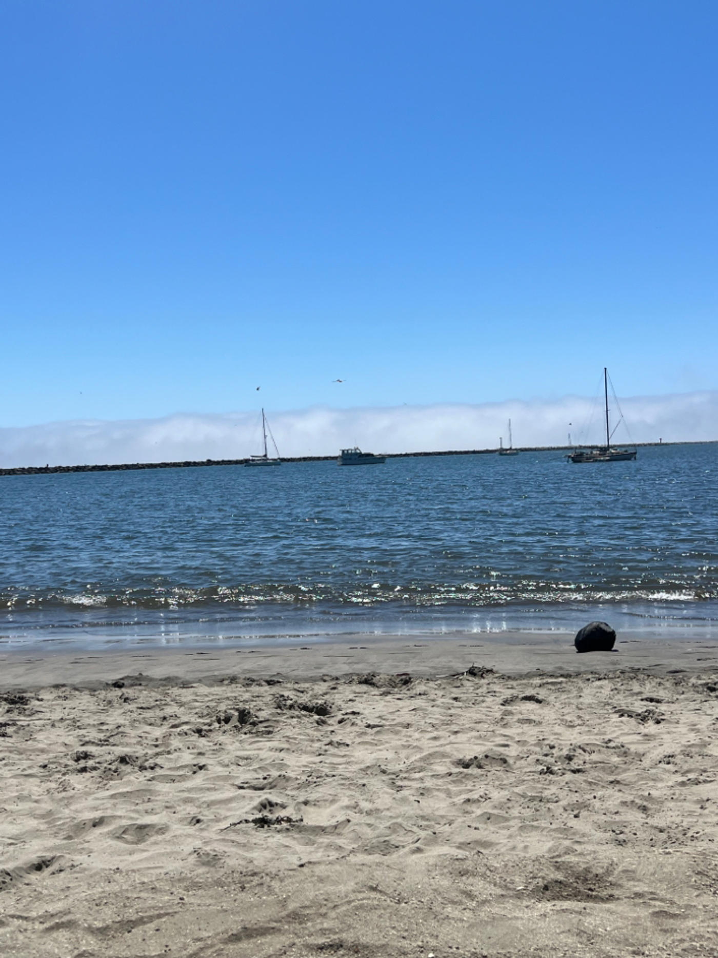 Dressed lobster rolls on the beach