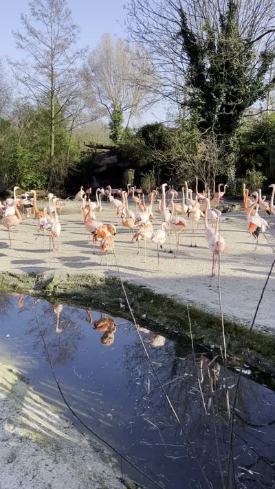 Flamingos 🦩