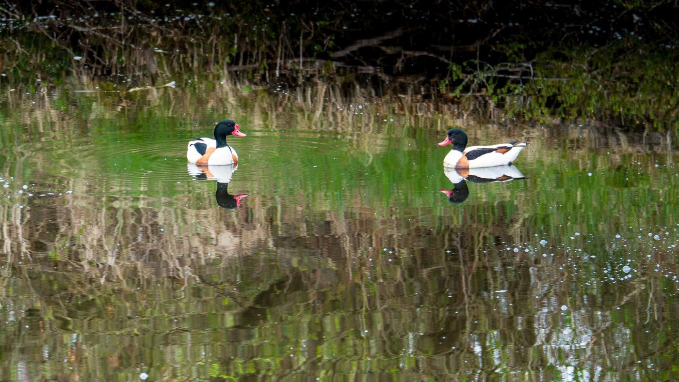 Malerische Spaziergänge am Goldfischteich