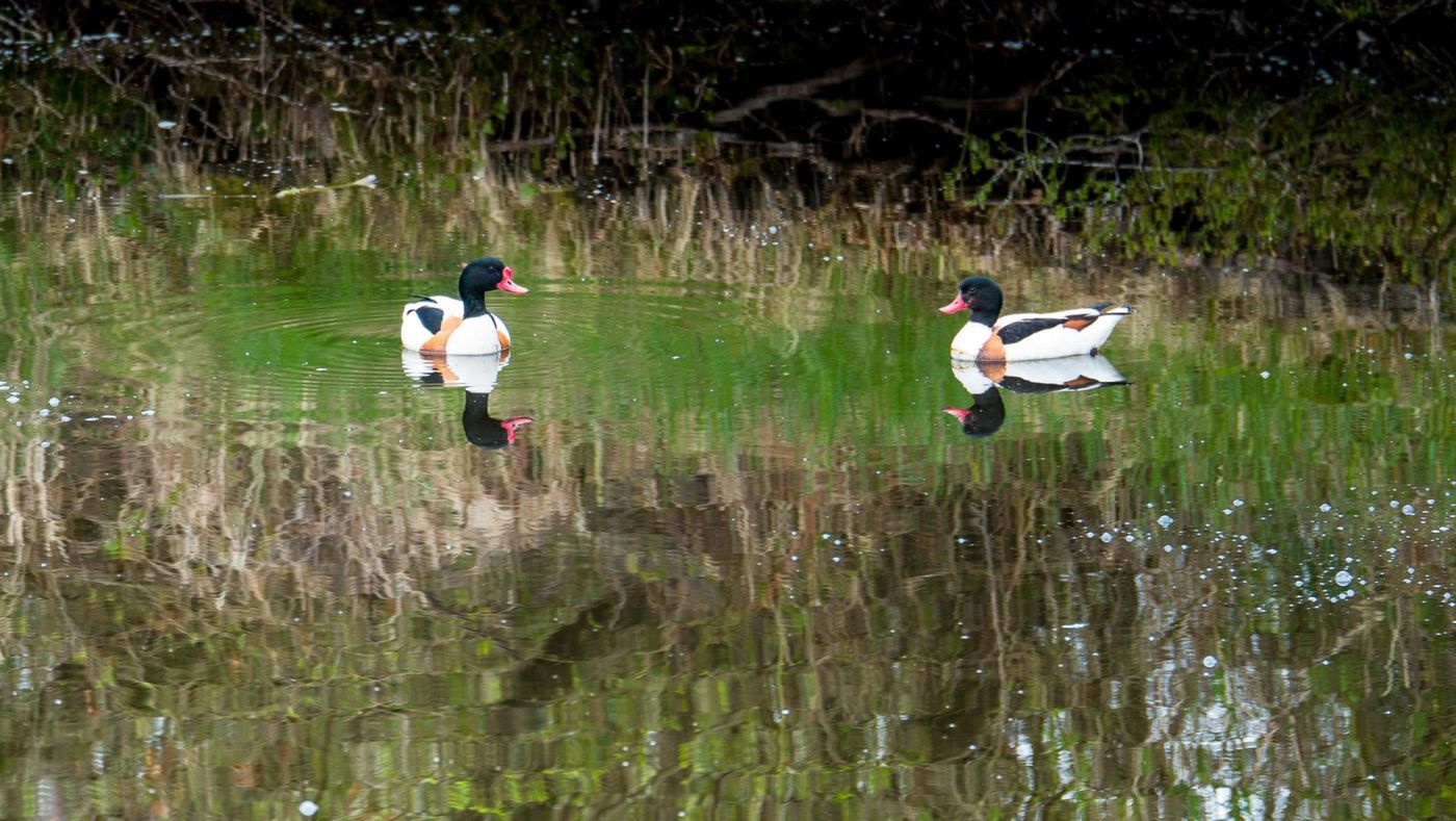 Malerische Spaziergänge am Goldfischteich