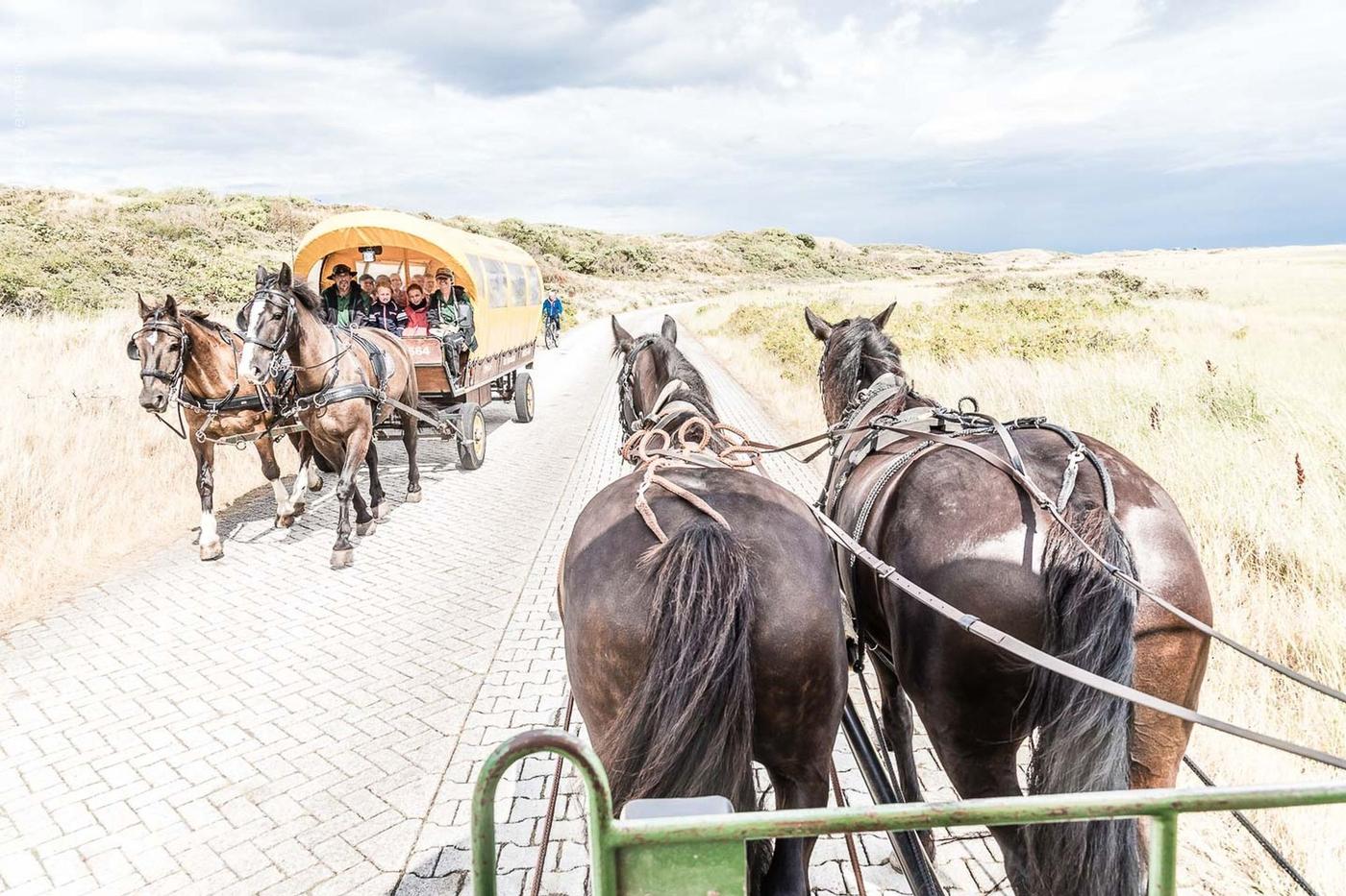 Einzigartige Fahrt mit der Pferdekutsche