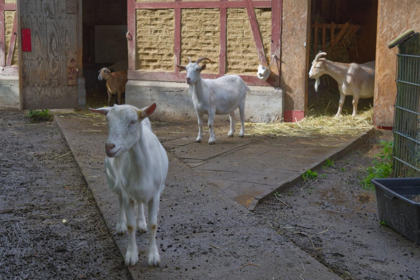 Familienabenteuer: Ländliche Idylle in der Stadt