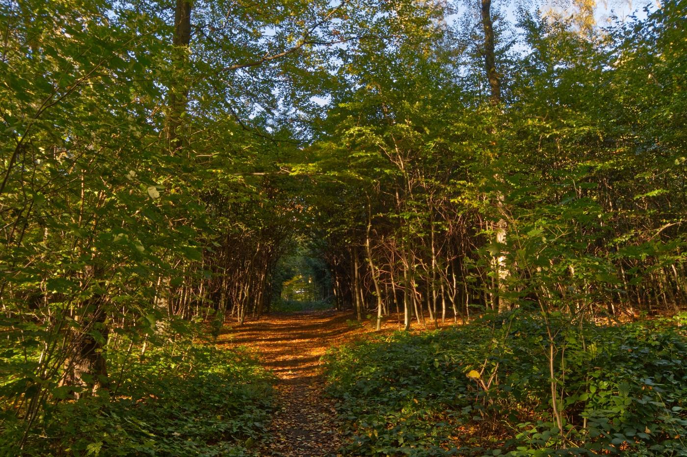 Highlight-Runde durch den Duisburger Stadtwald