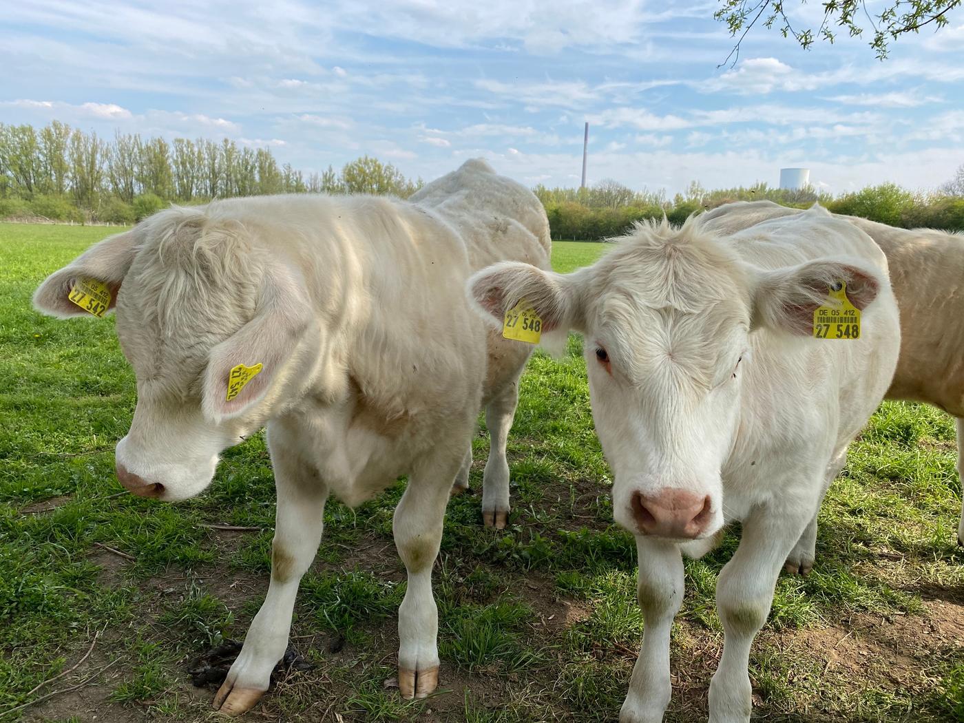 Seltene Tiere, alte Gemäuer und eine Fahrt mit der Rheinfähre
