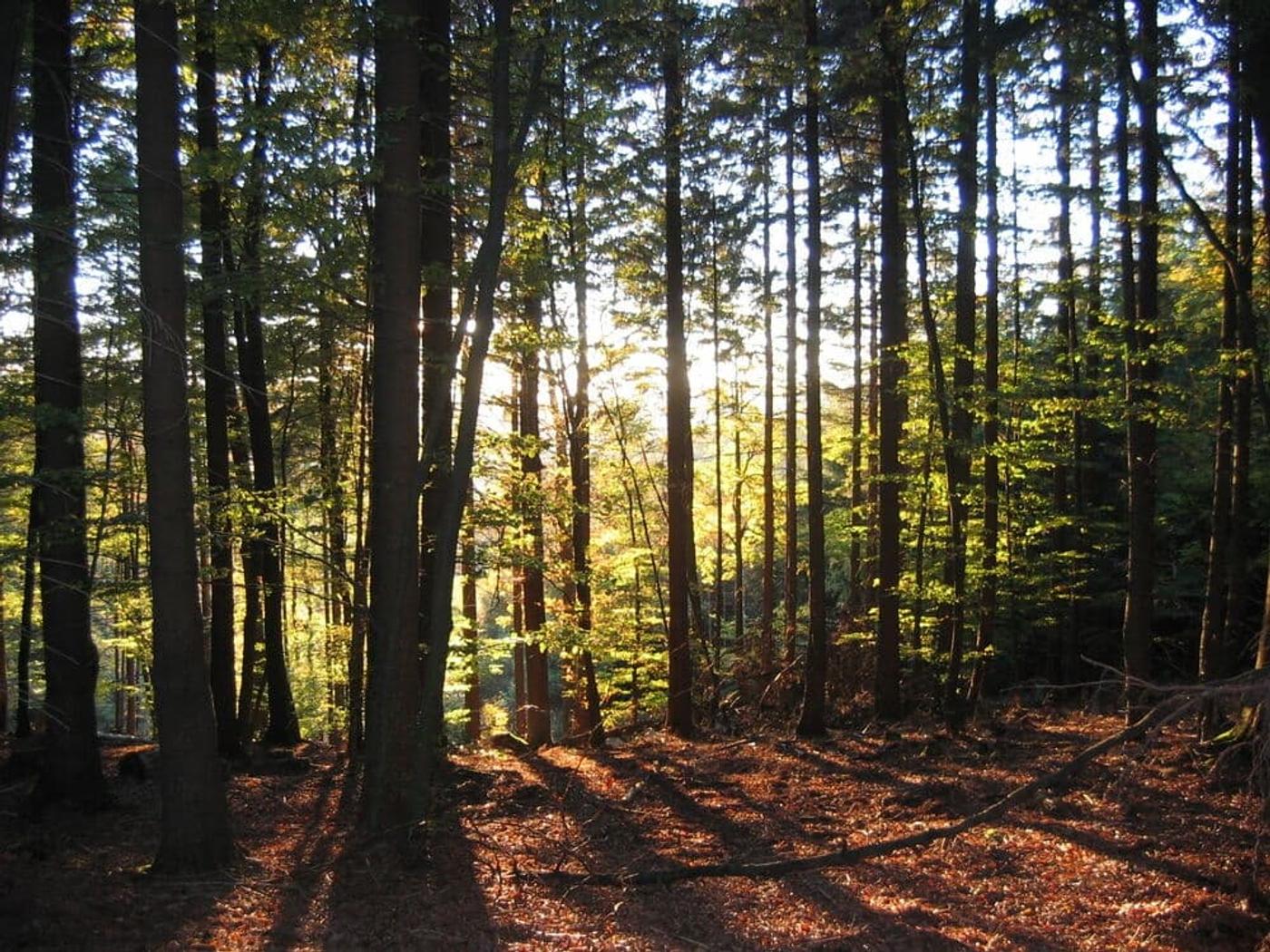 Waldschiff im Bibertal