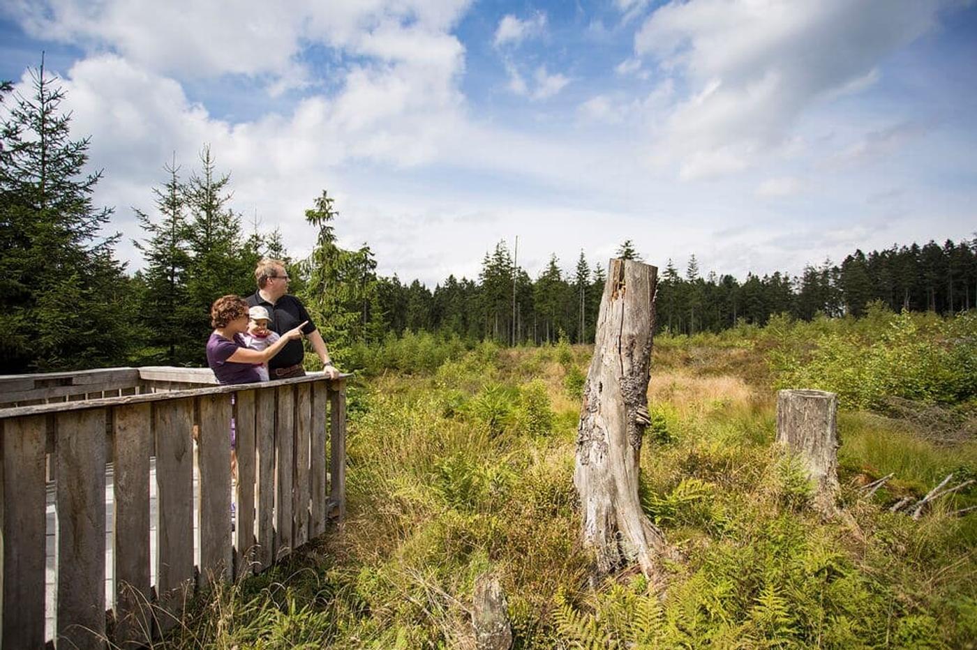Mystisches Naturerlebnis: Entdecke das unberührte Hochmoor
