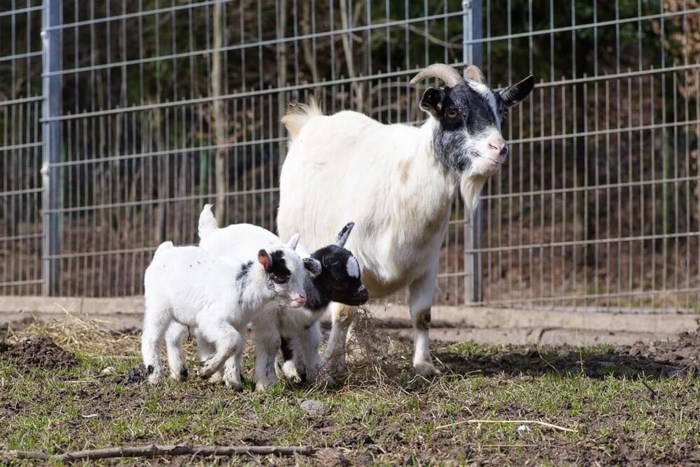 Wilde Tiere hautnah erleben - Naturabenteuer im Park