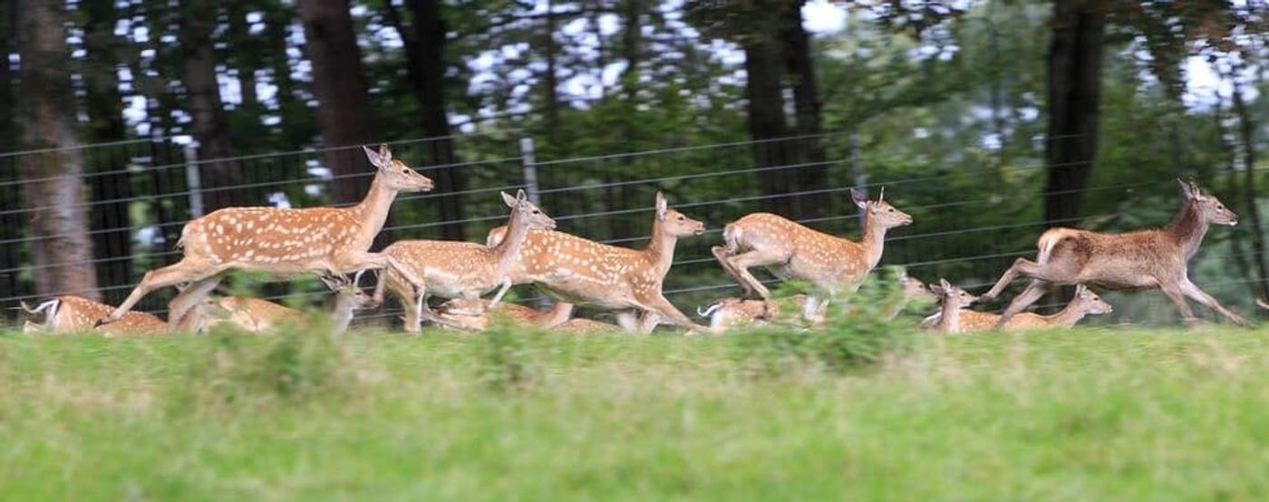 Tierische Entdeckungen im Grünen