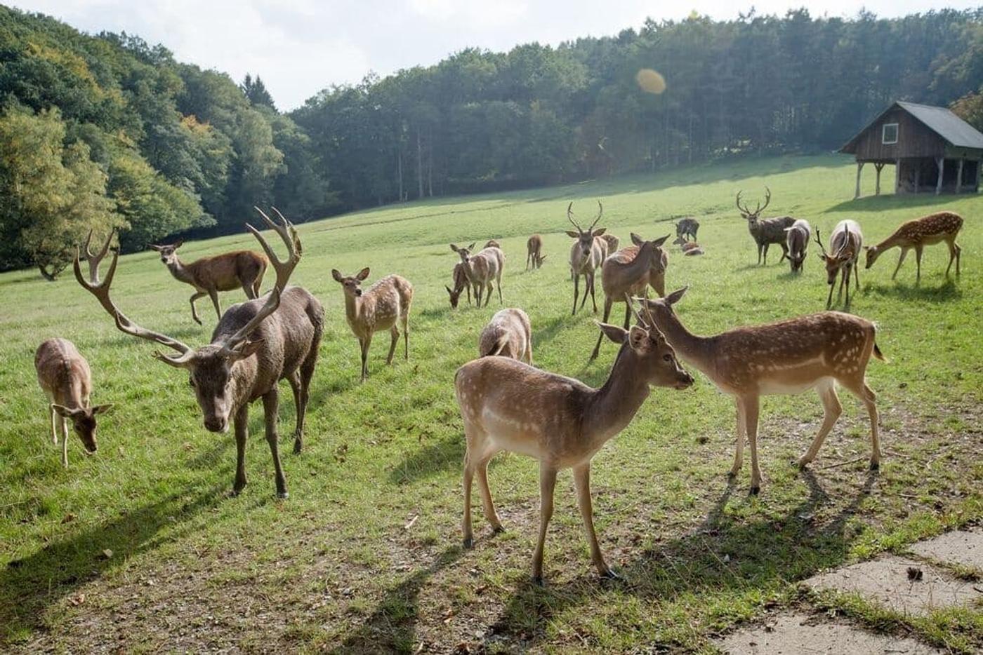 Wilde Tiere hautnah erleben - Naturabenteuer im Park