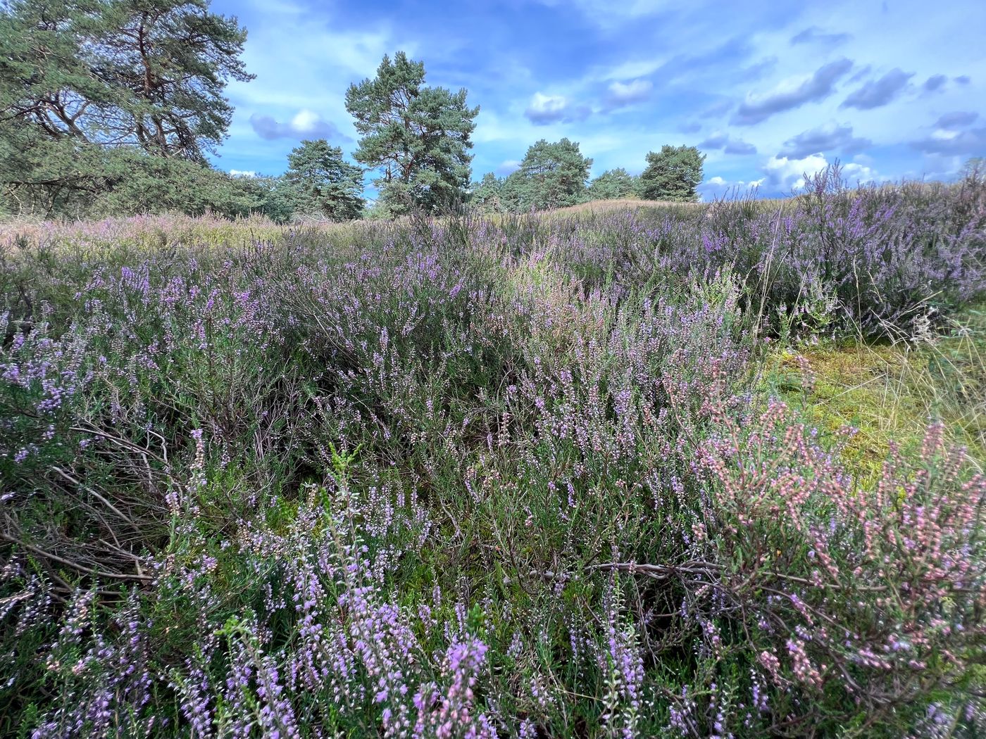 Hügelgräber in der Hügelgräber-Heide