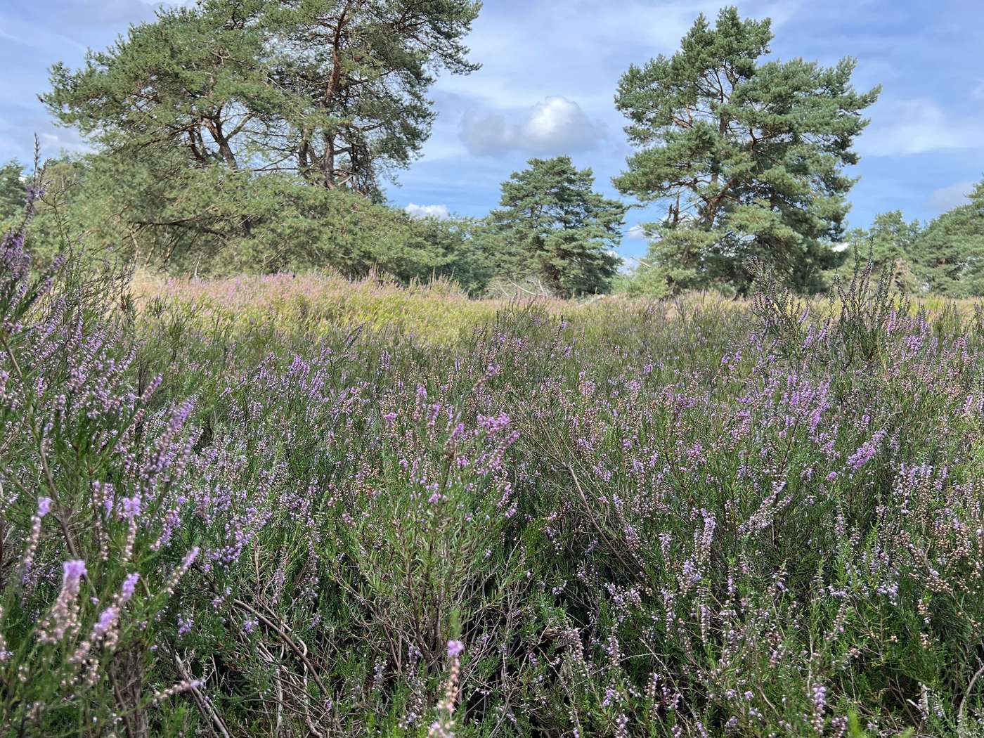 Hügelgräber in der Hügelgräber-Heide