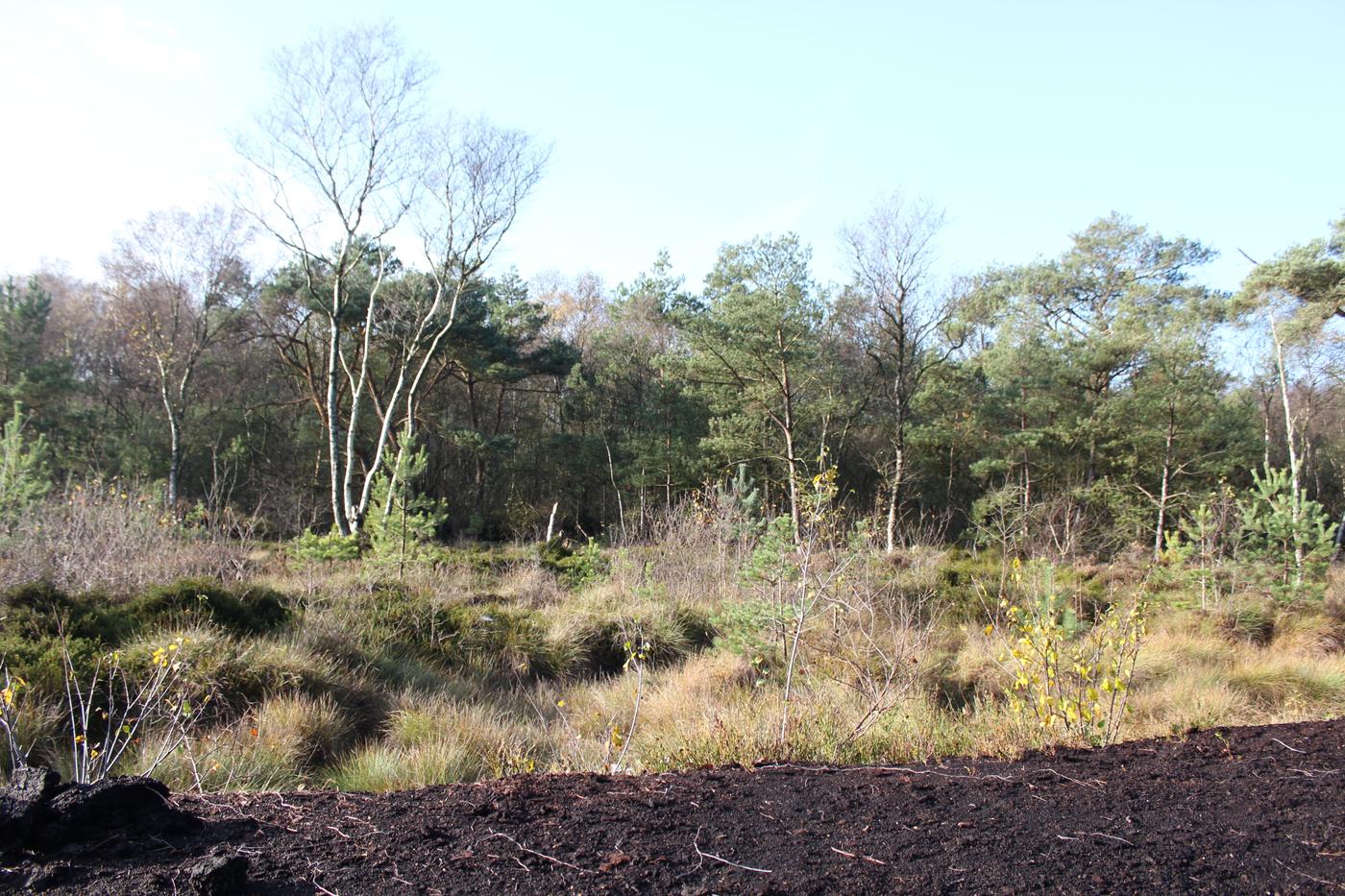 Rund um das große Moor