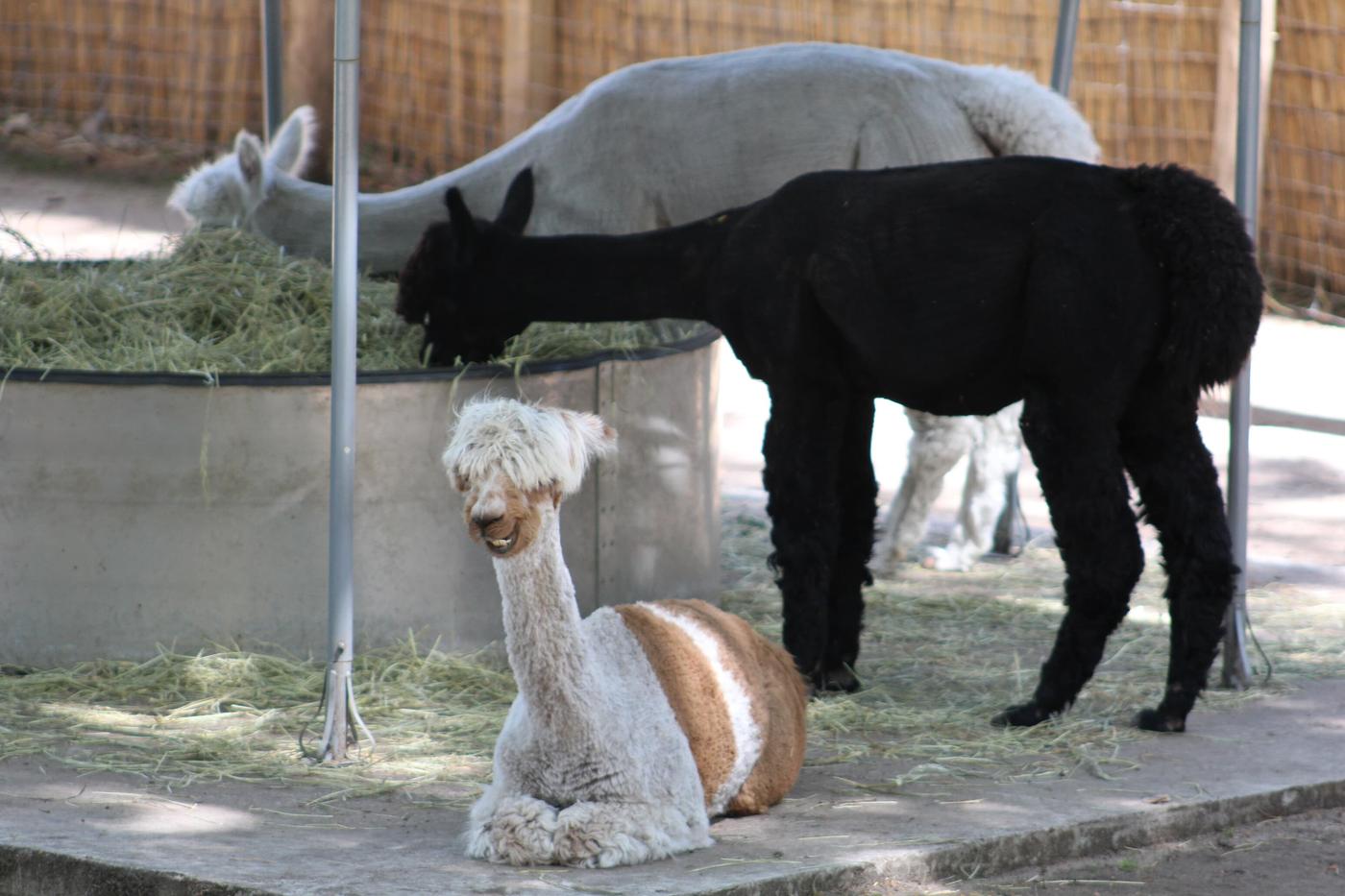 Flauschige Begleiter