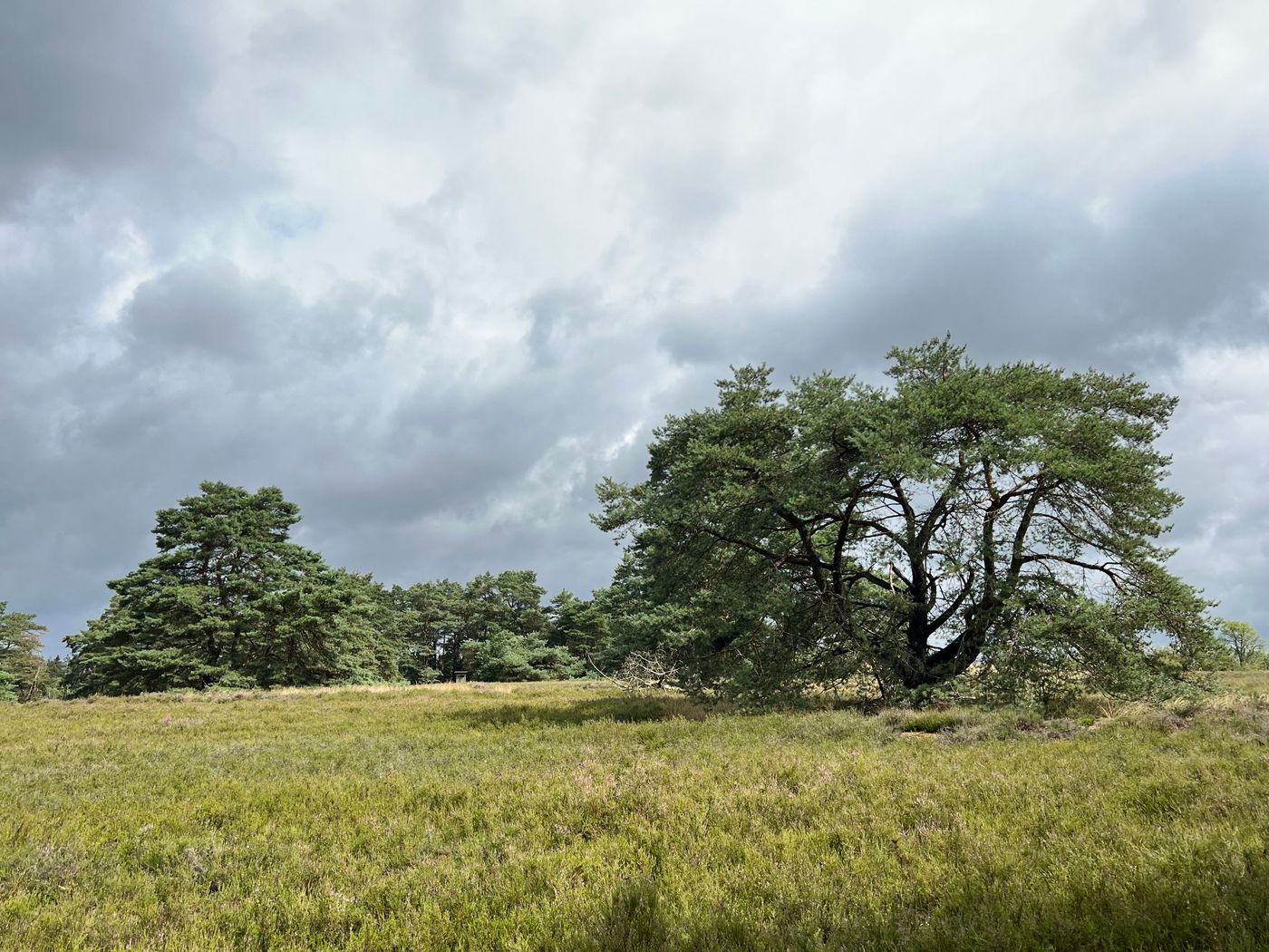 Hügelgräber in der Hügelgräber-Heide