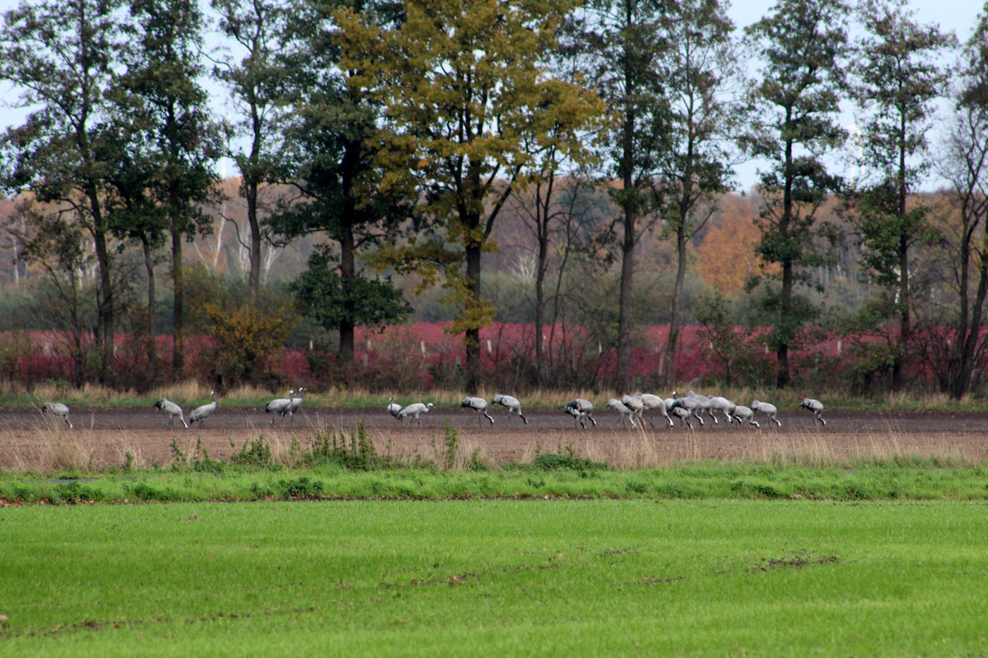 Rund um das große Moor