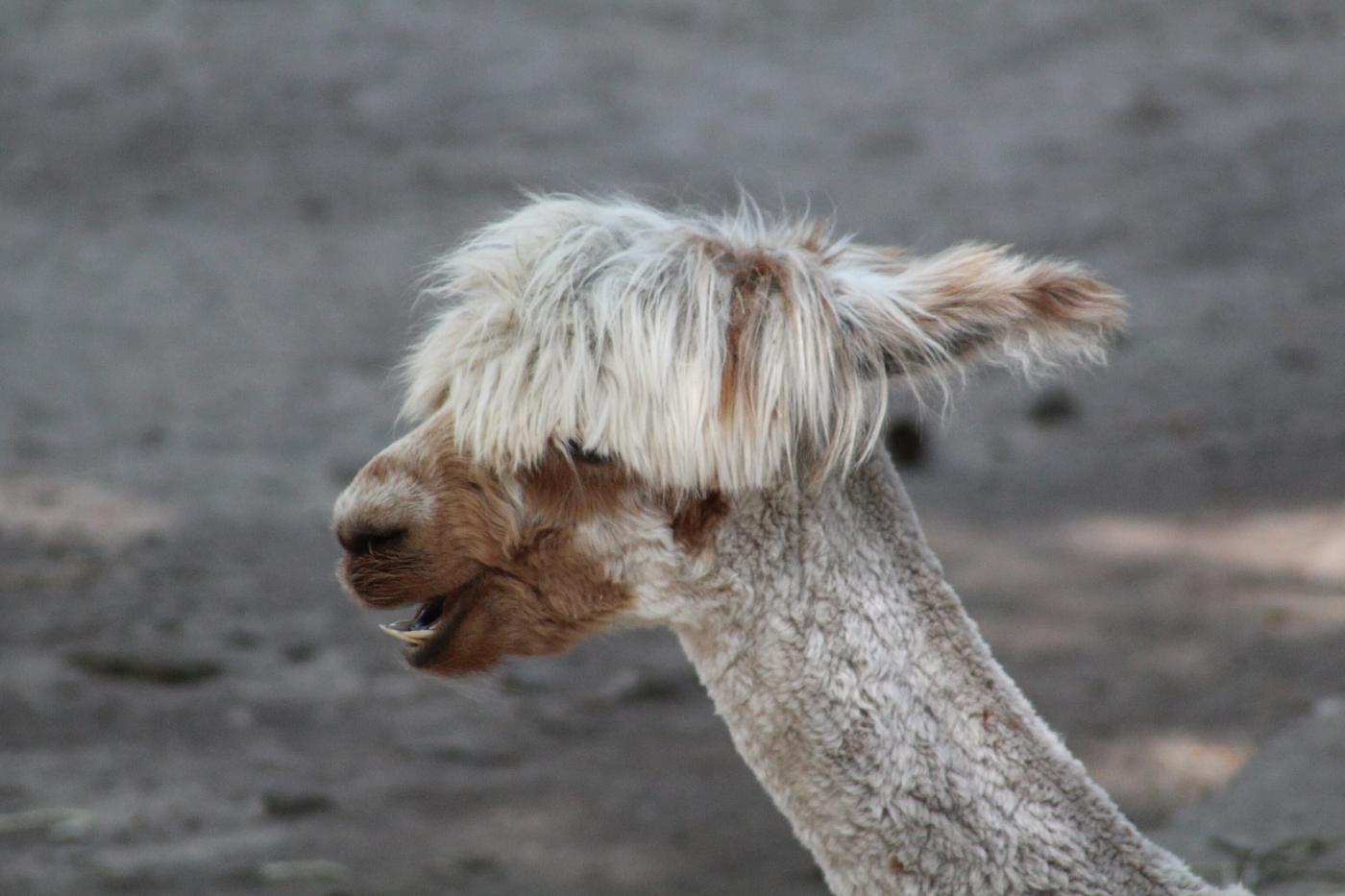 Flauschige Begleiter