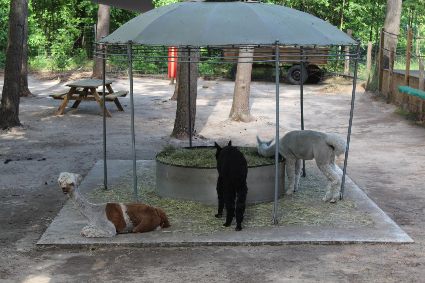 Flauschige Begleiter