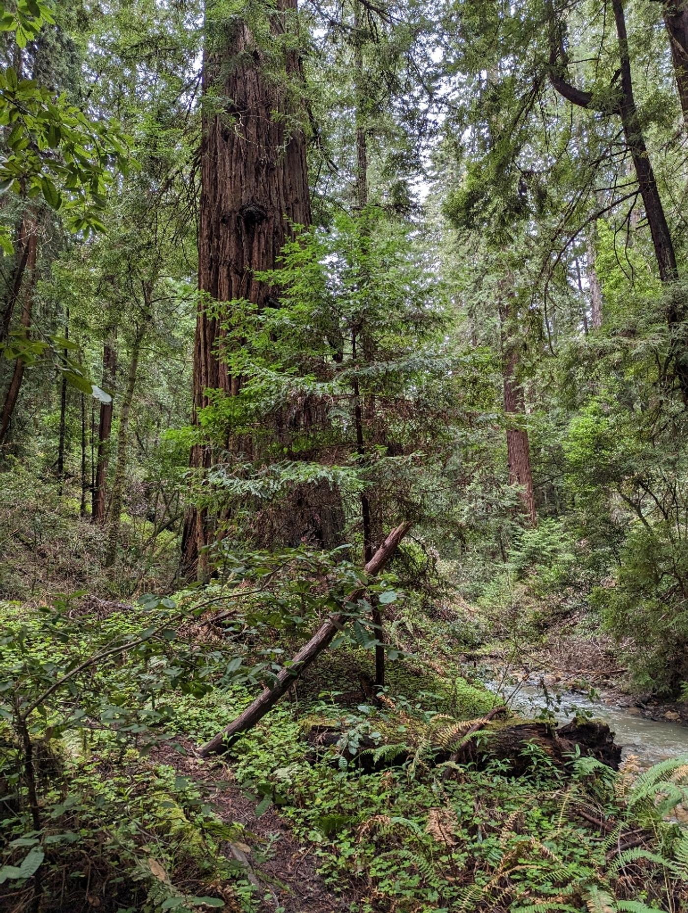 HUGE Redwoods!