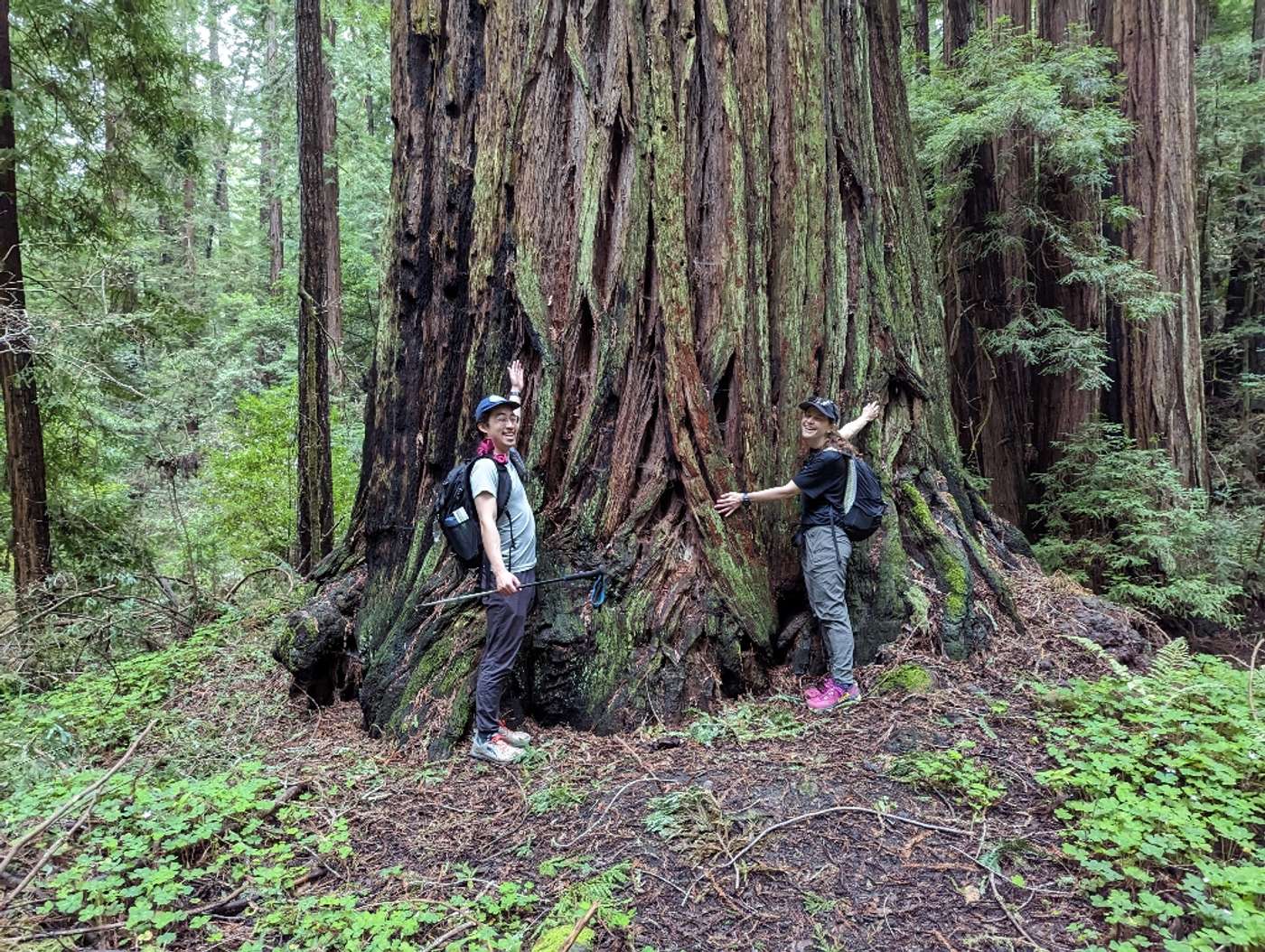 HUGE Redwoods!