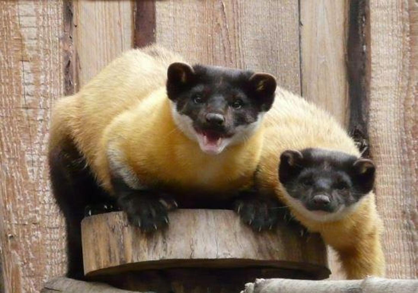 Einzigartige Begegnungen mit Europas Wildtieren