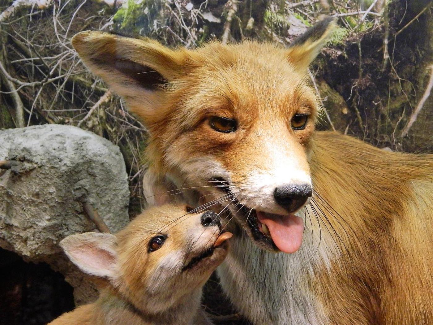 Geheimnisse der Natur
