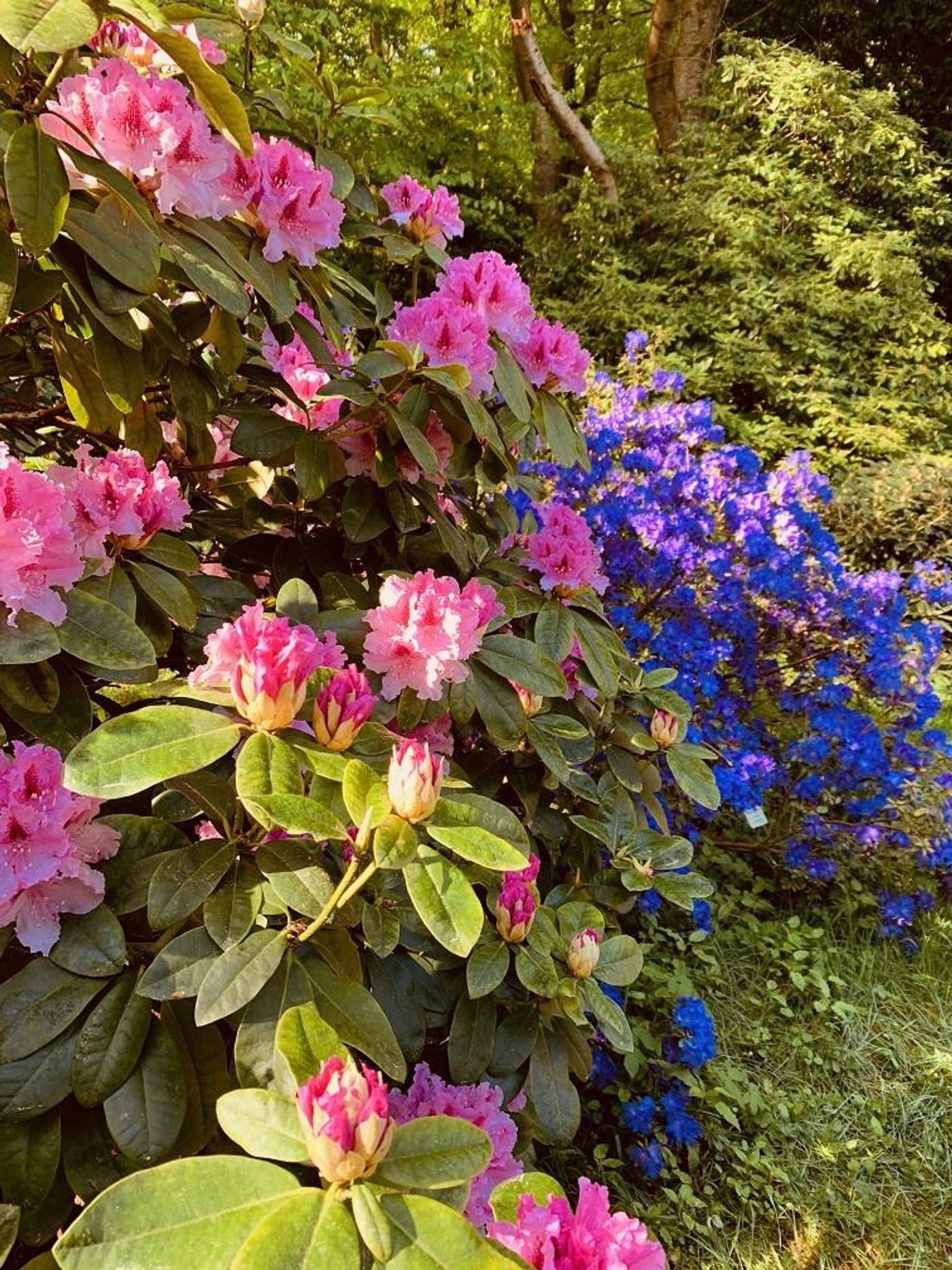 Rhododendron-Garten Bad Tabarz