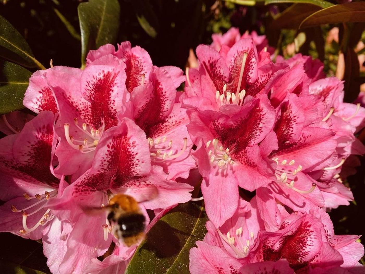 Erlebe die farbenprächtige Blütenpracht