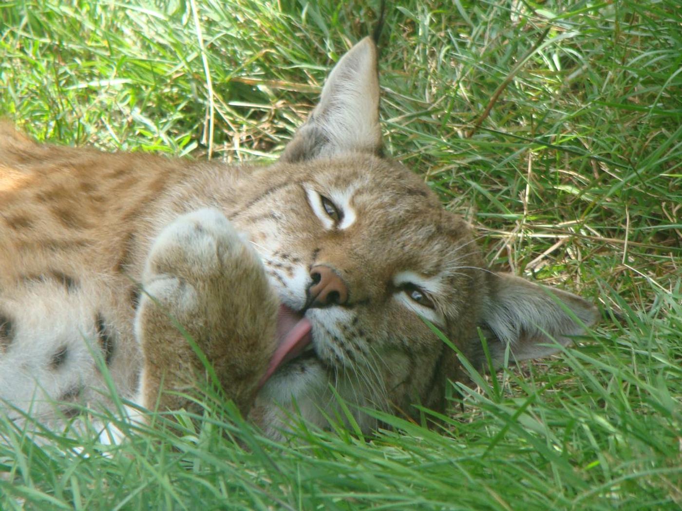 Einzigartige Begegnungen mit Europas Wildtieren