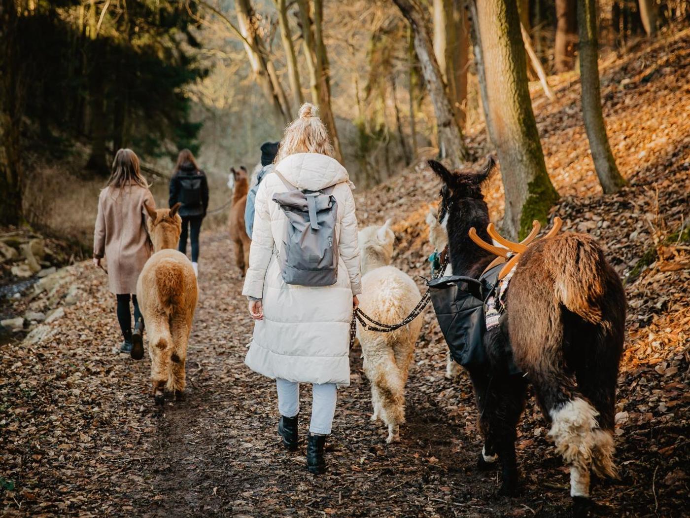 Flauschige Begleiter auf malerischen Pfaden
