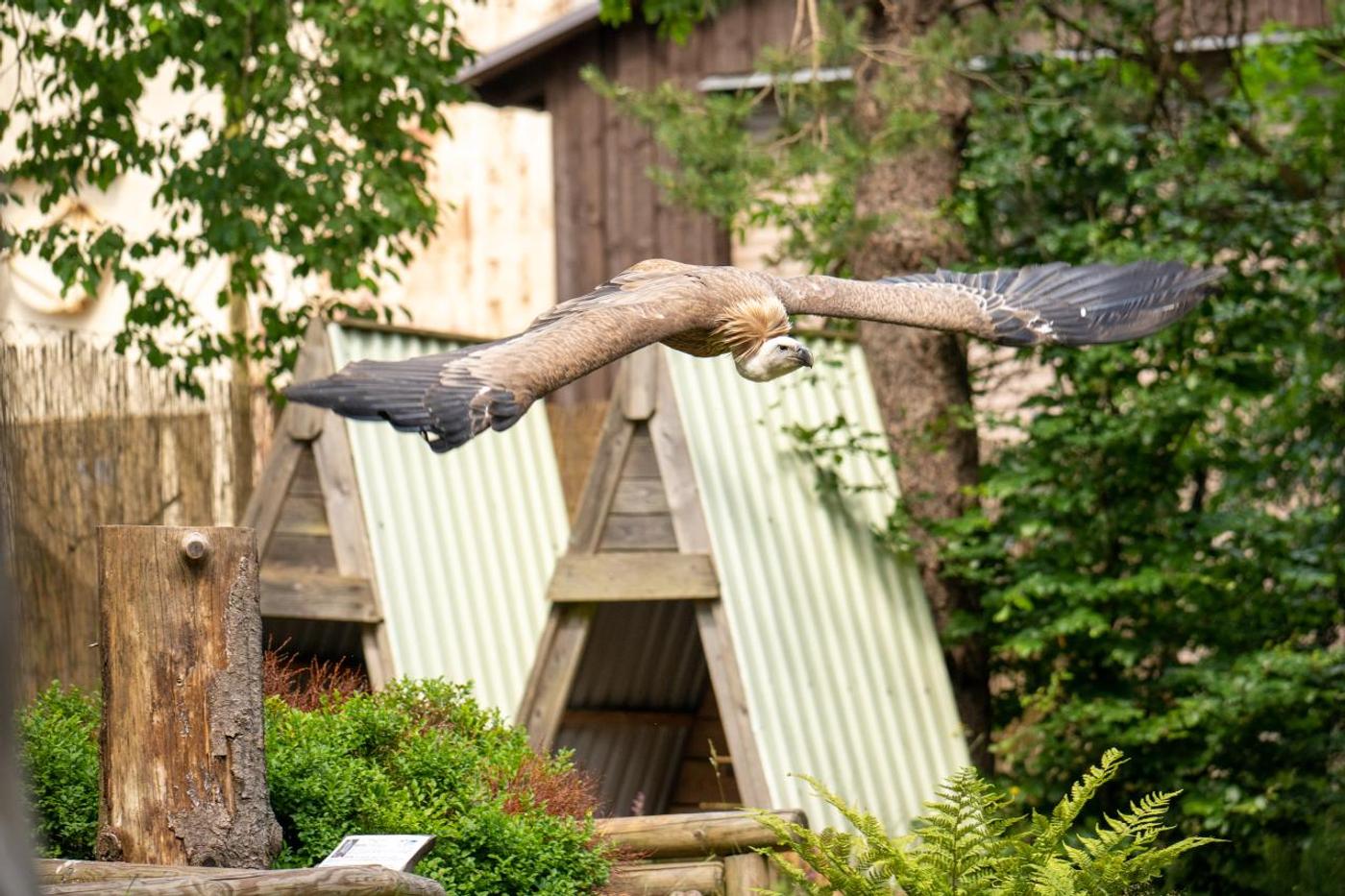 Familienabenteuer mit den Königen der Lüfte