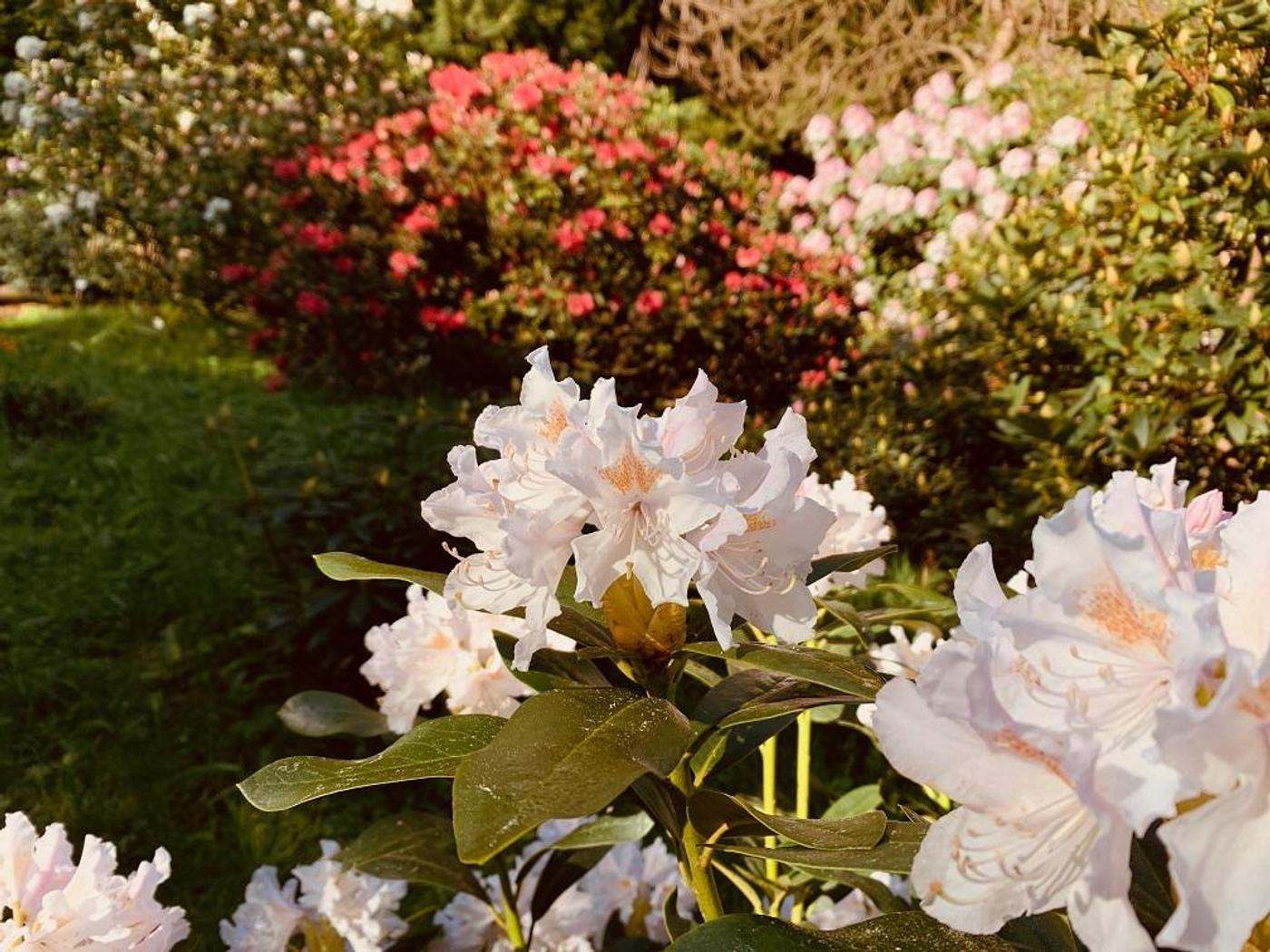 Erlebe die farbenprächtige Blütenpracht