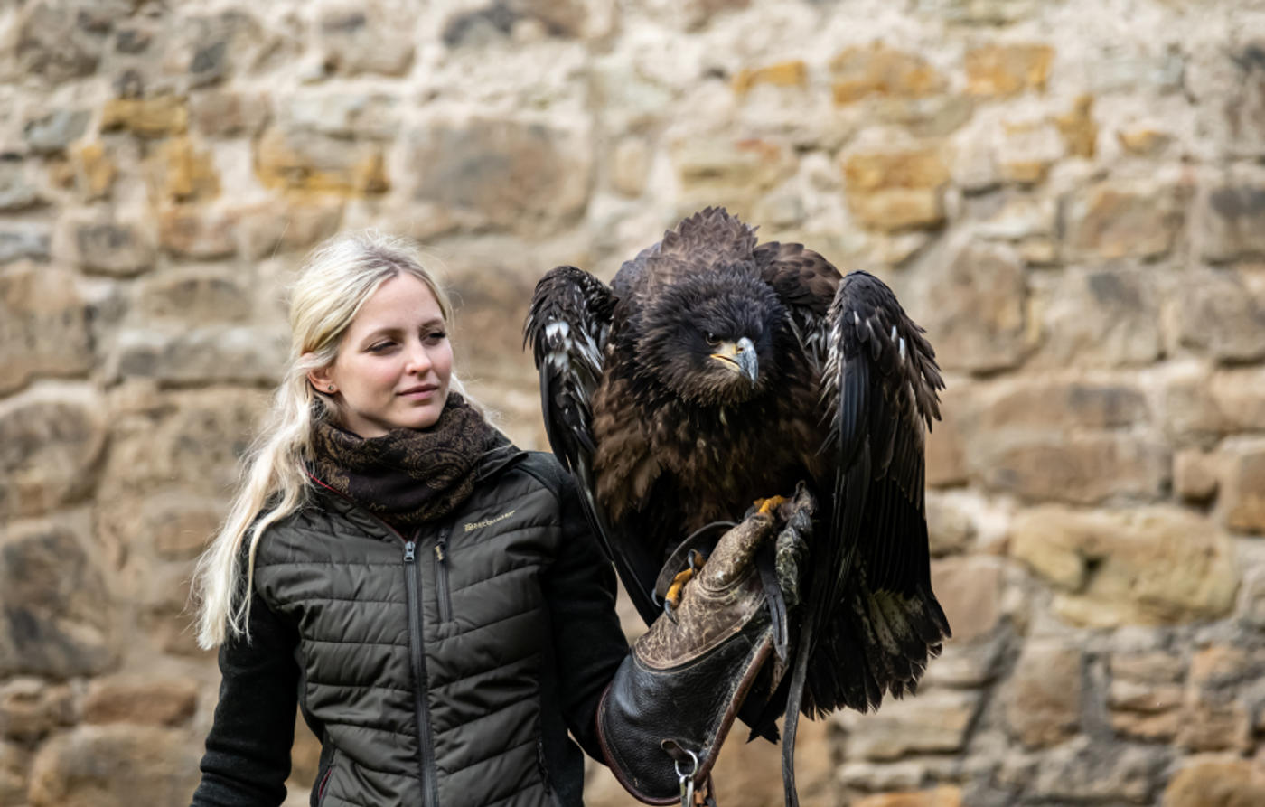 Majestätische Greifvögel in Aktion