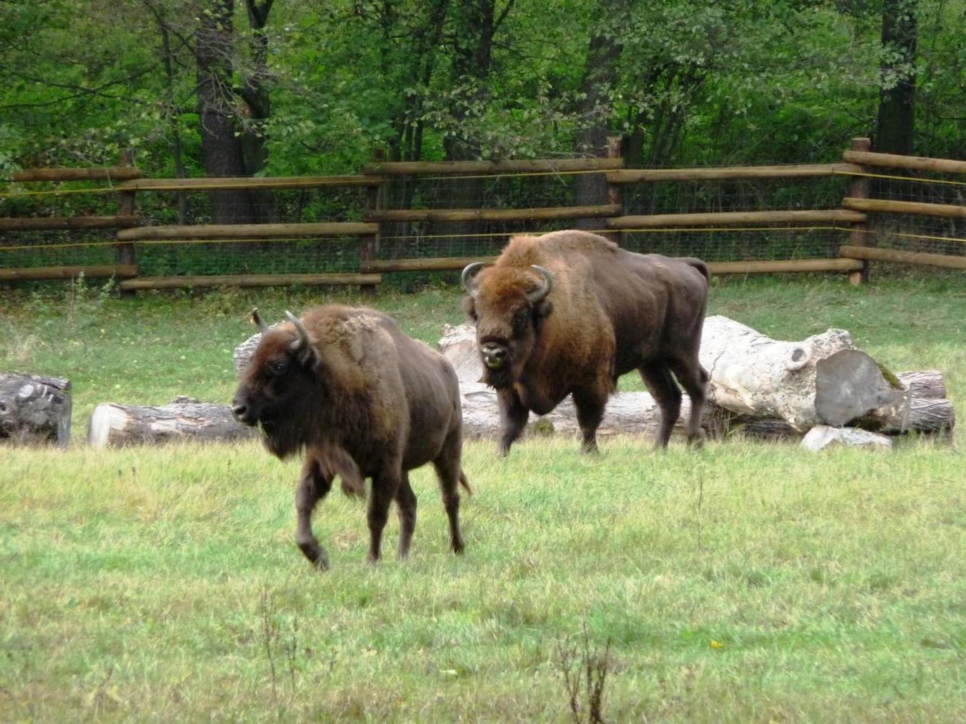 Begegnungen mit beeindruckenden Wildtieren