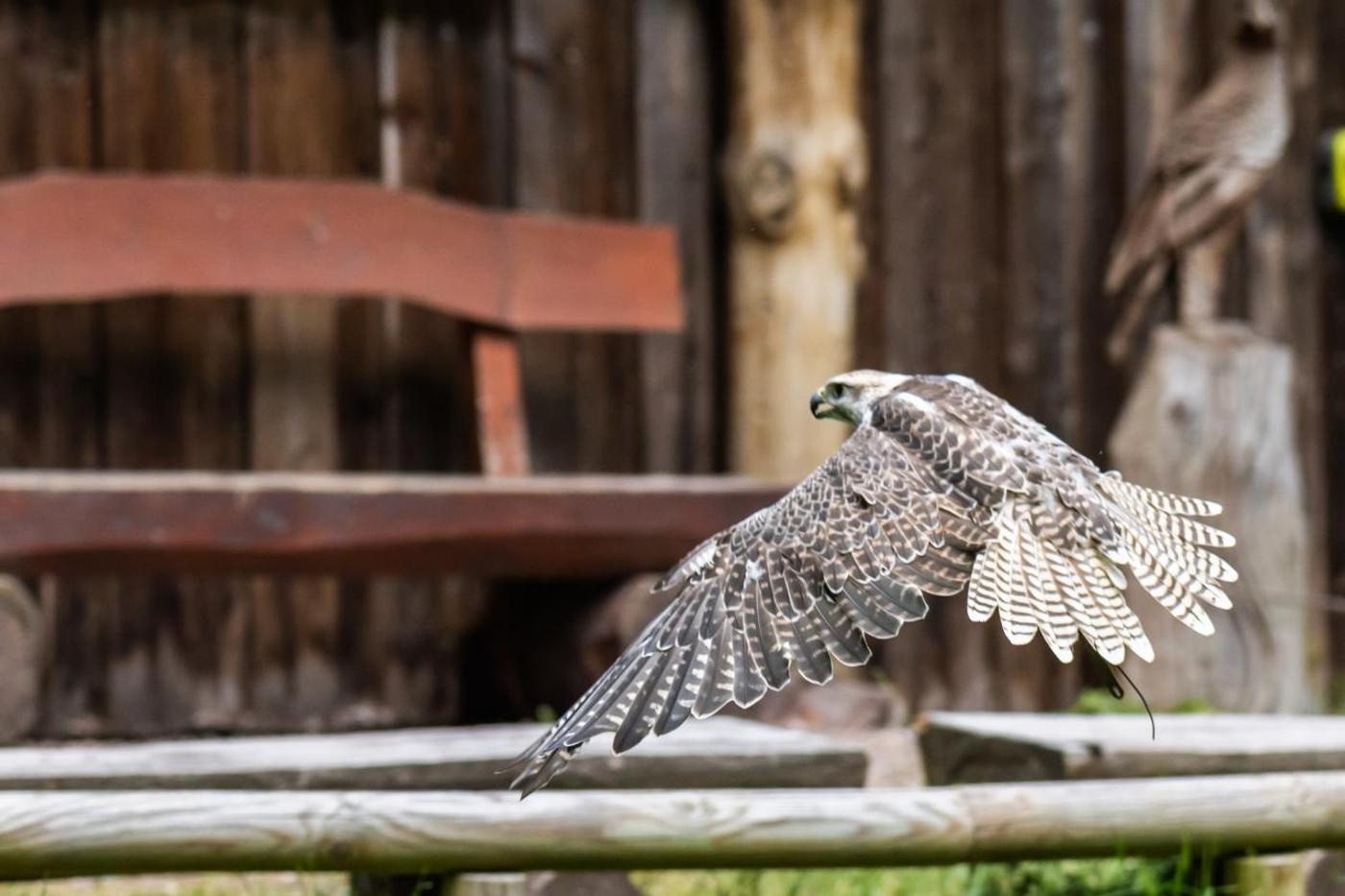 Familienabenteuer mit den Königen der Lüfte