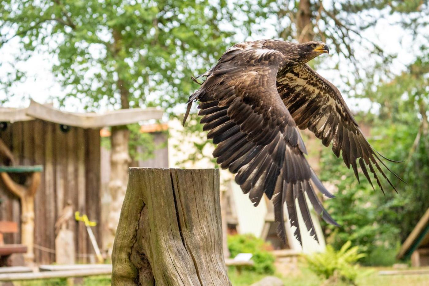 Familienabenteuer mit den Königen der Lüfte