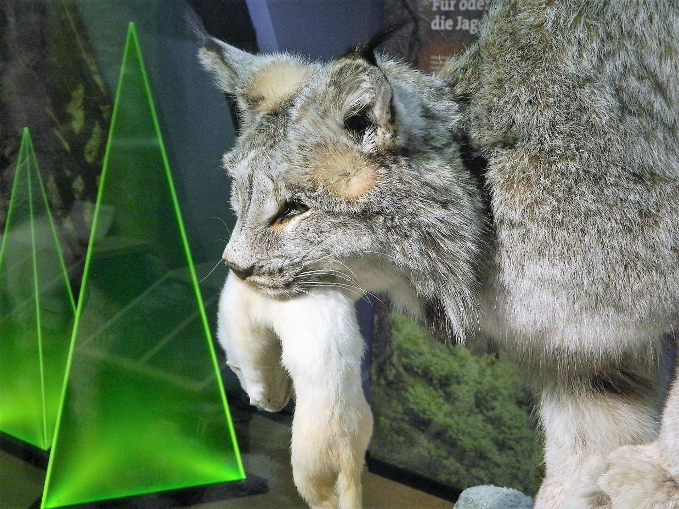 Geheimnisse der Natur