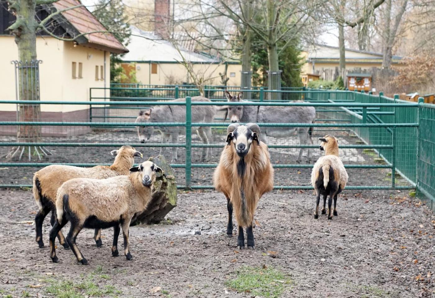Ein Tag voller tierischer Erlebnisse