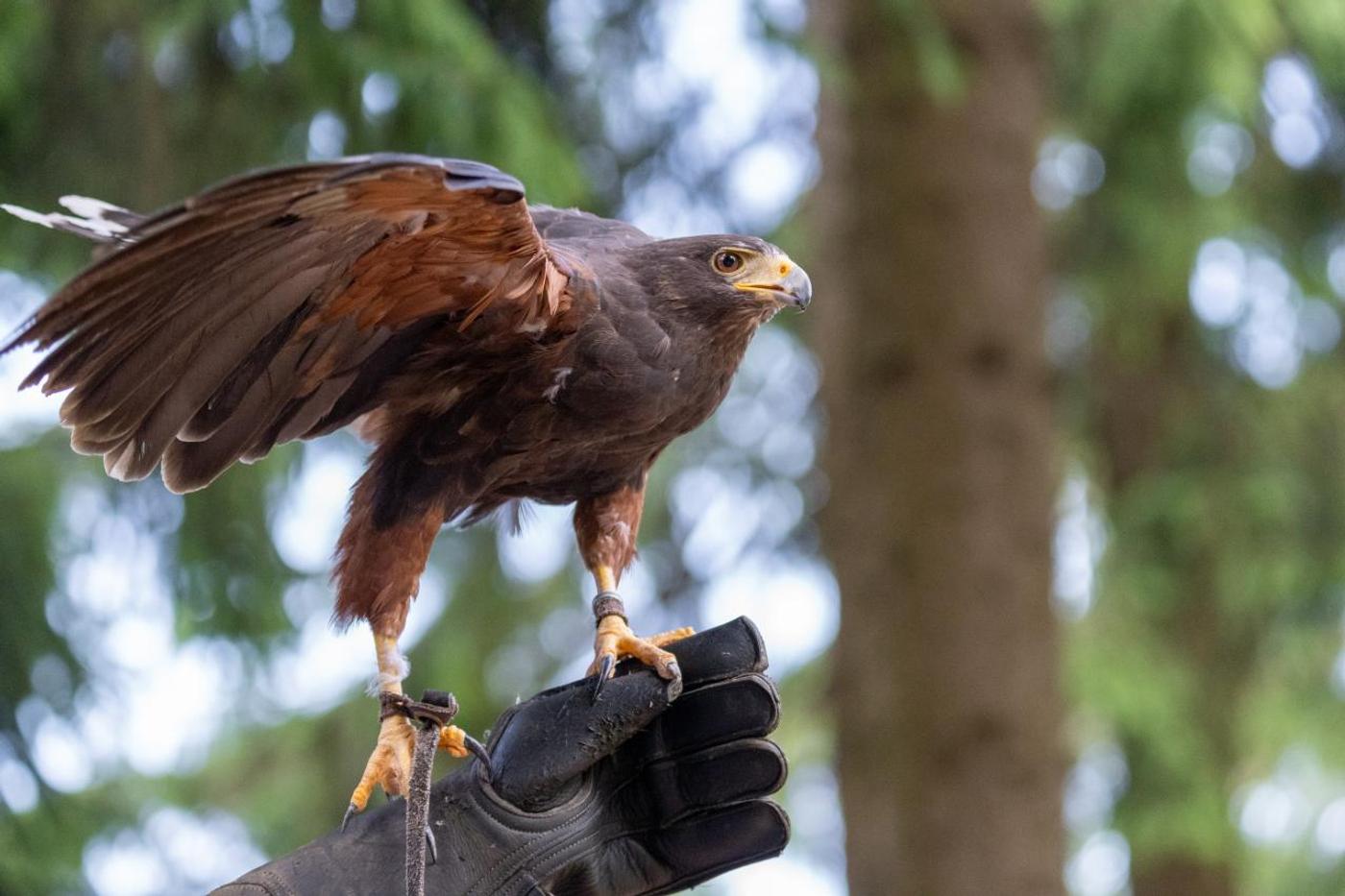 Familienabenteuer mit den Königen der Lüfte